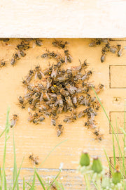 Save a Bee Hive- Membership