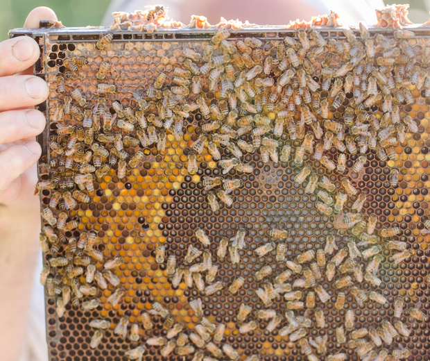 Save a Bee Hive- Membership